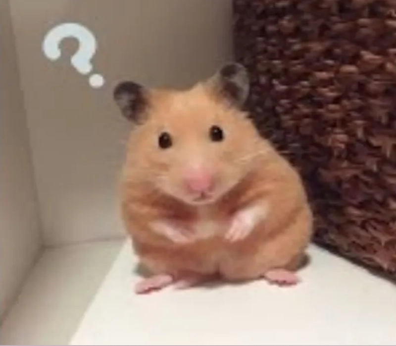 Hamster memes nổi bật trong thế giới giải trí