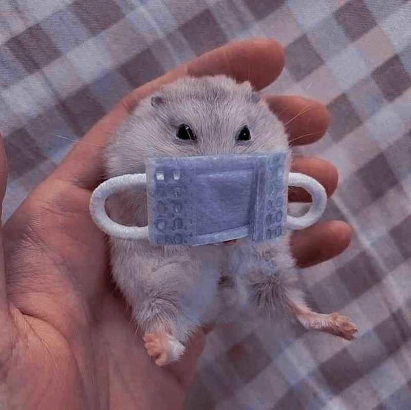 Cute hamster meme thu hút ánh nhìn mọi người