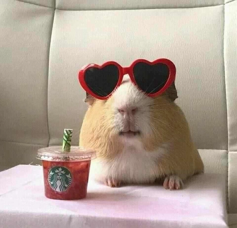 Ảnh meme hamster tạo khoảnh khắc giải trí hay