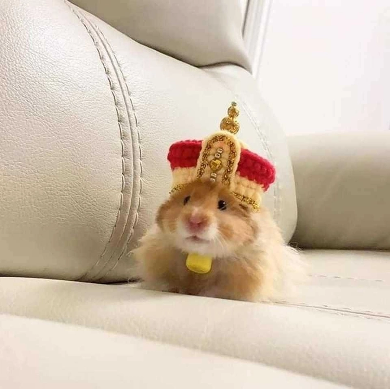 Hamster meme png hỗ trợ sáng tạo nội dung số