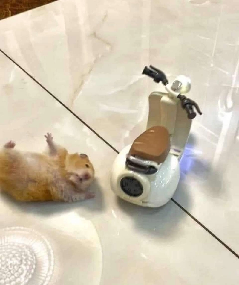 Chuột hamster đuôi dài meme độc lạ khó cưỡng