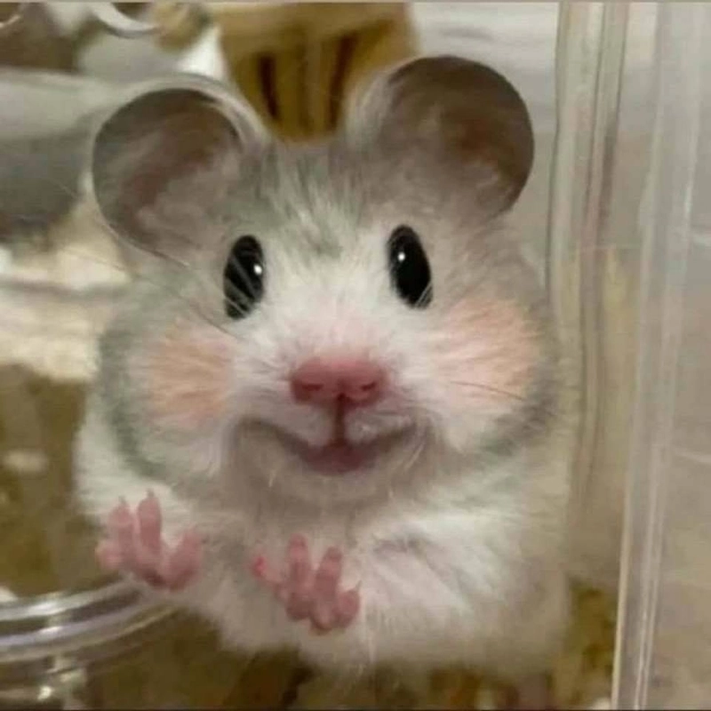 Tips dùng ảnh hamster meme phù hợp
