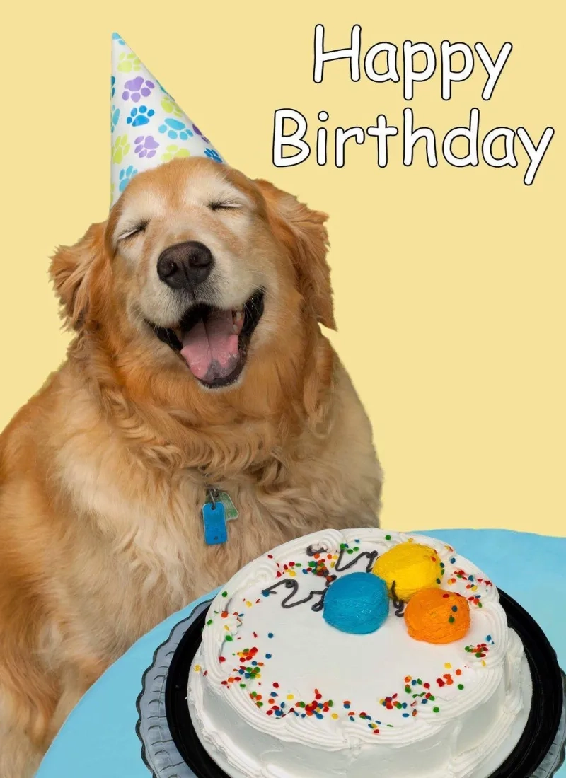 Happy birthday meme video tạo điểm nhấn trong ngày sinh nhật