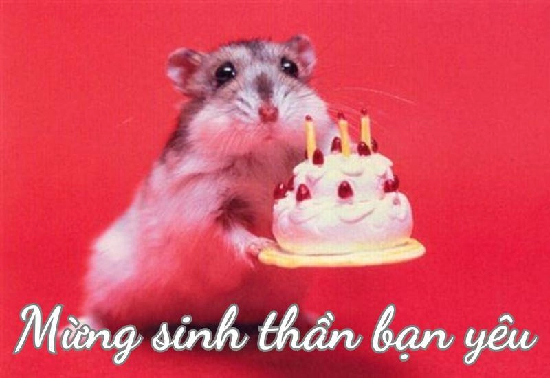 Chúc mừng sinh nhật meme tạo không khí vui vẻ ấm áp