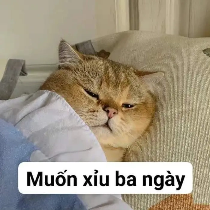 Ảnh meme bất lực ghi lại khoảnh khắc dở khóc dở cười