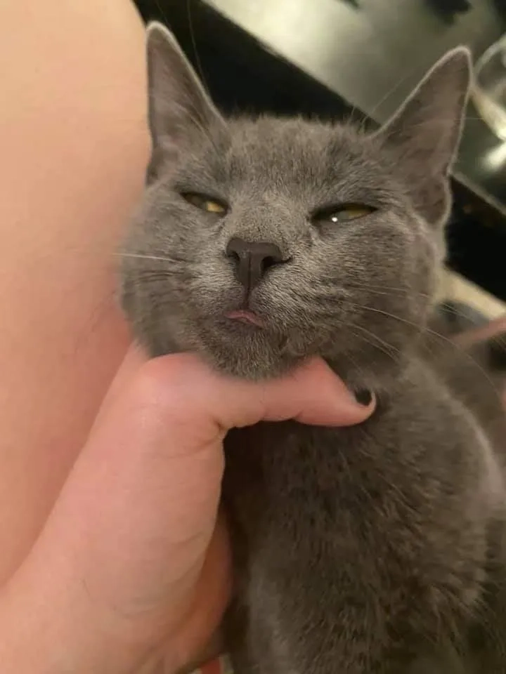 Hình meme bóp cổ lan truyền nhanh trong cộng đồng mạng