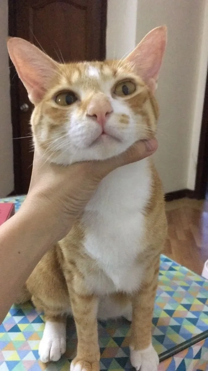 Ảnh meme bị bóp cổ mang nét hài hước dí dỏm