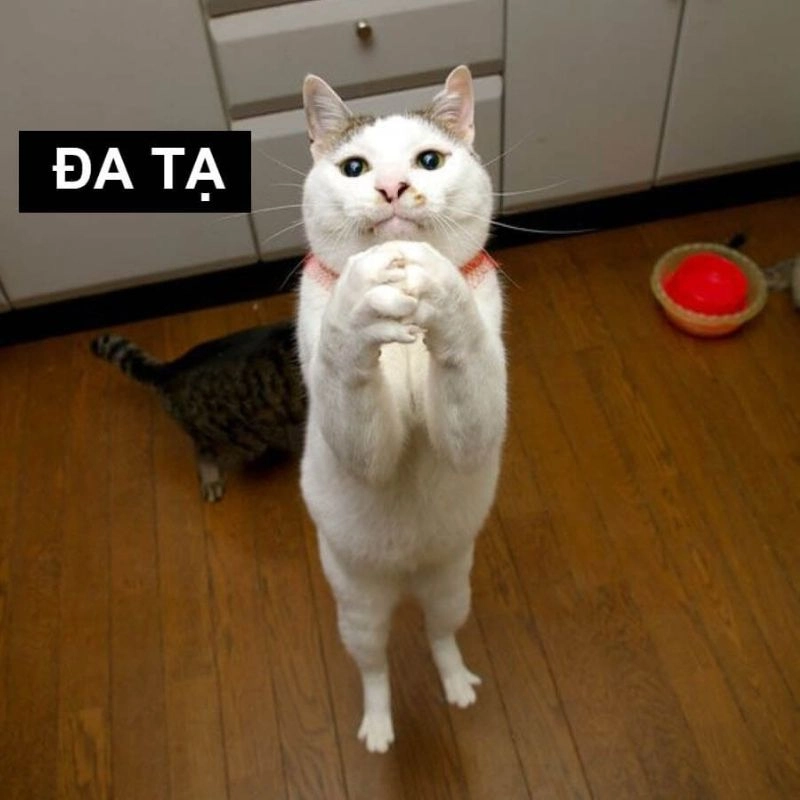 Meme cảm on hài hước dù viết sai vẫn gây cười mạnh