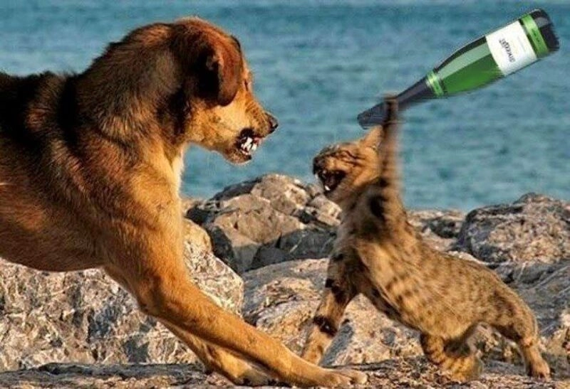 Meme đánh lộn khiến cộng đồng mạng thích thú