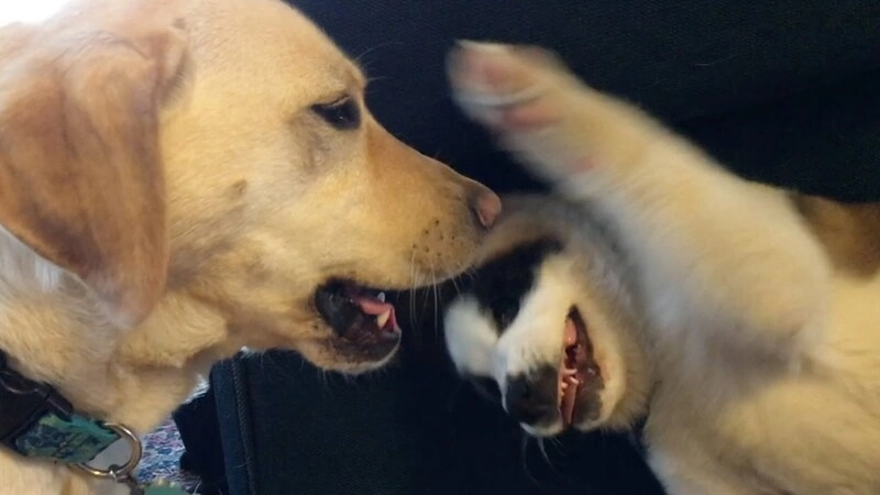 Meme đánh tay mang lại tiếng cười bất ngờ