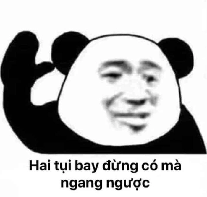 Meme gấu hài hước mang tiếng cười sảng khoái