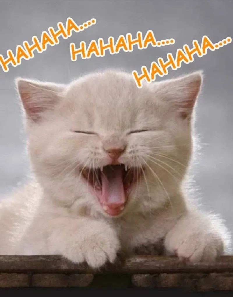 Haha memes lan tỏa niềm vui sảng khoái
