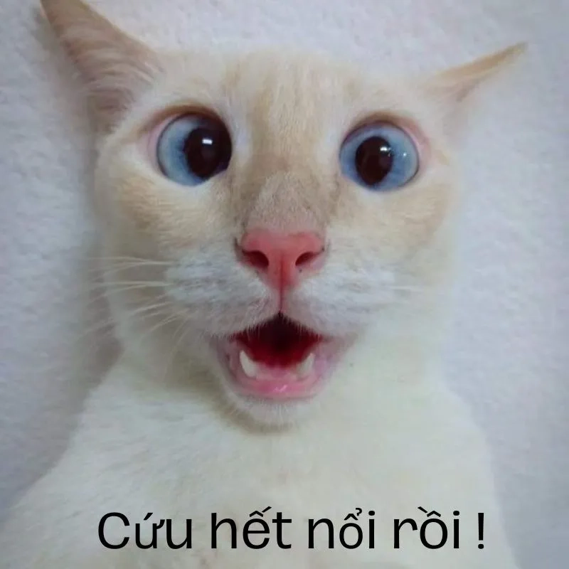 Hết cách meme phản ánh tình huống bế tắc vui nhộn