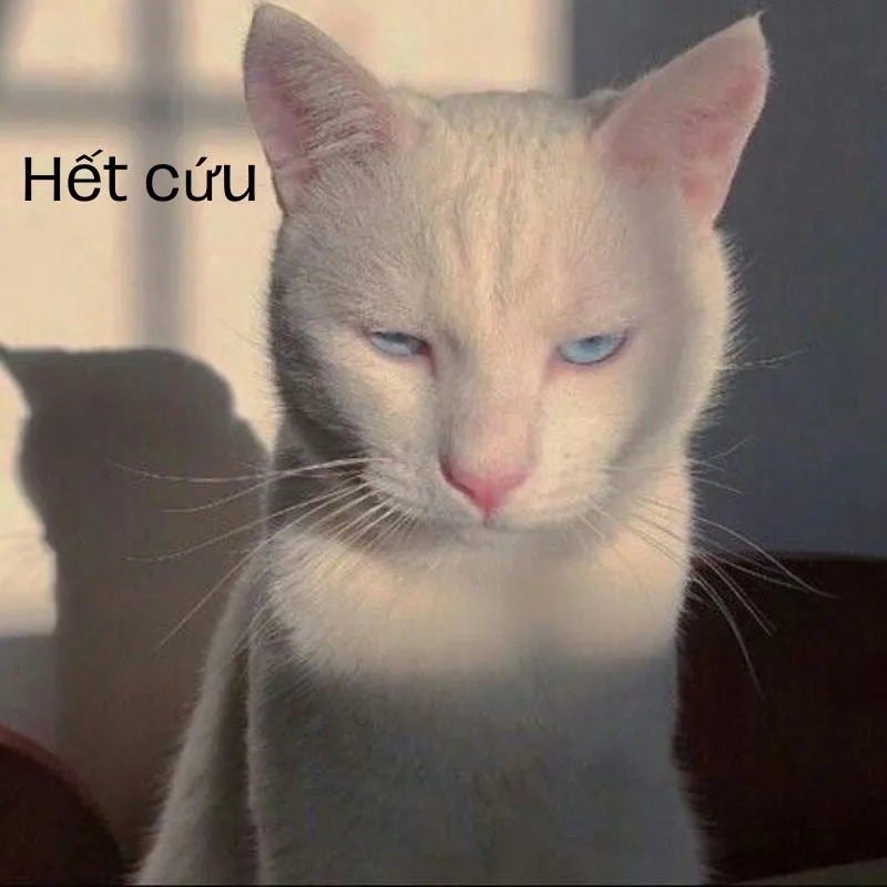 Meme hết cứu anime mang màu sắc hoạt hình thú vị