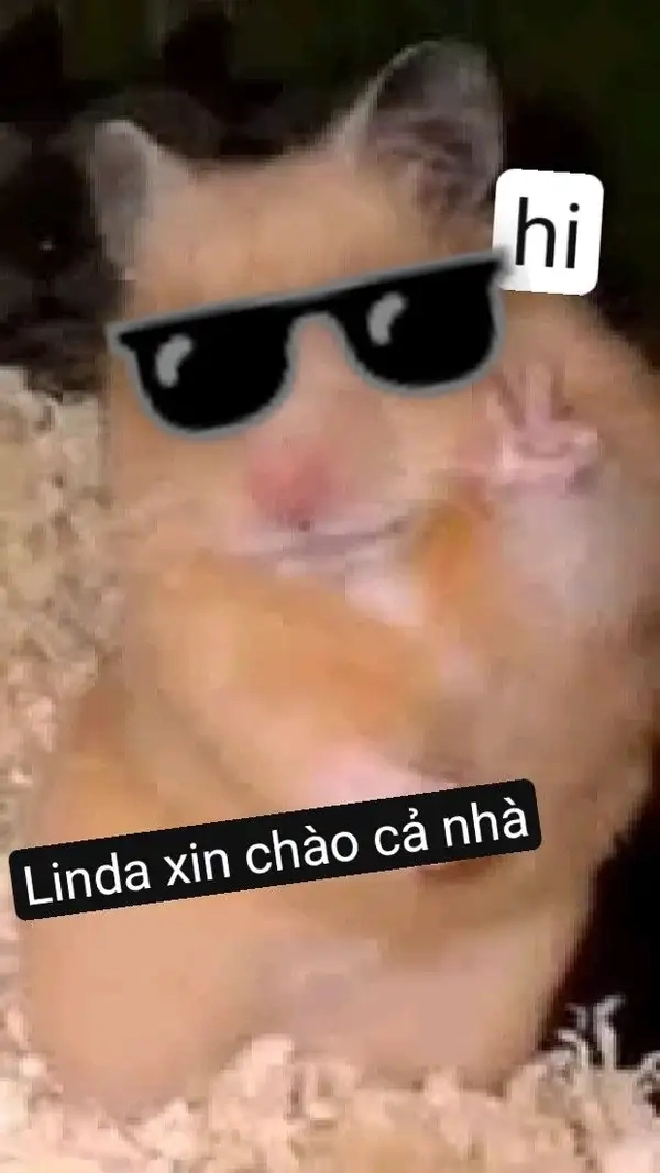 Meme xin chào hài hước tạo hiệu ứng sảng khoái