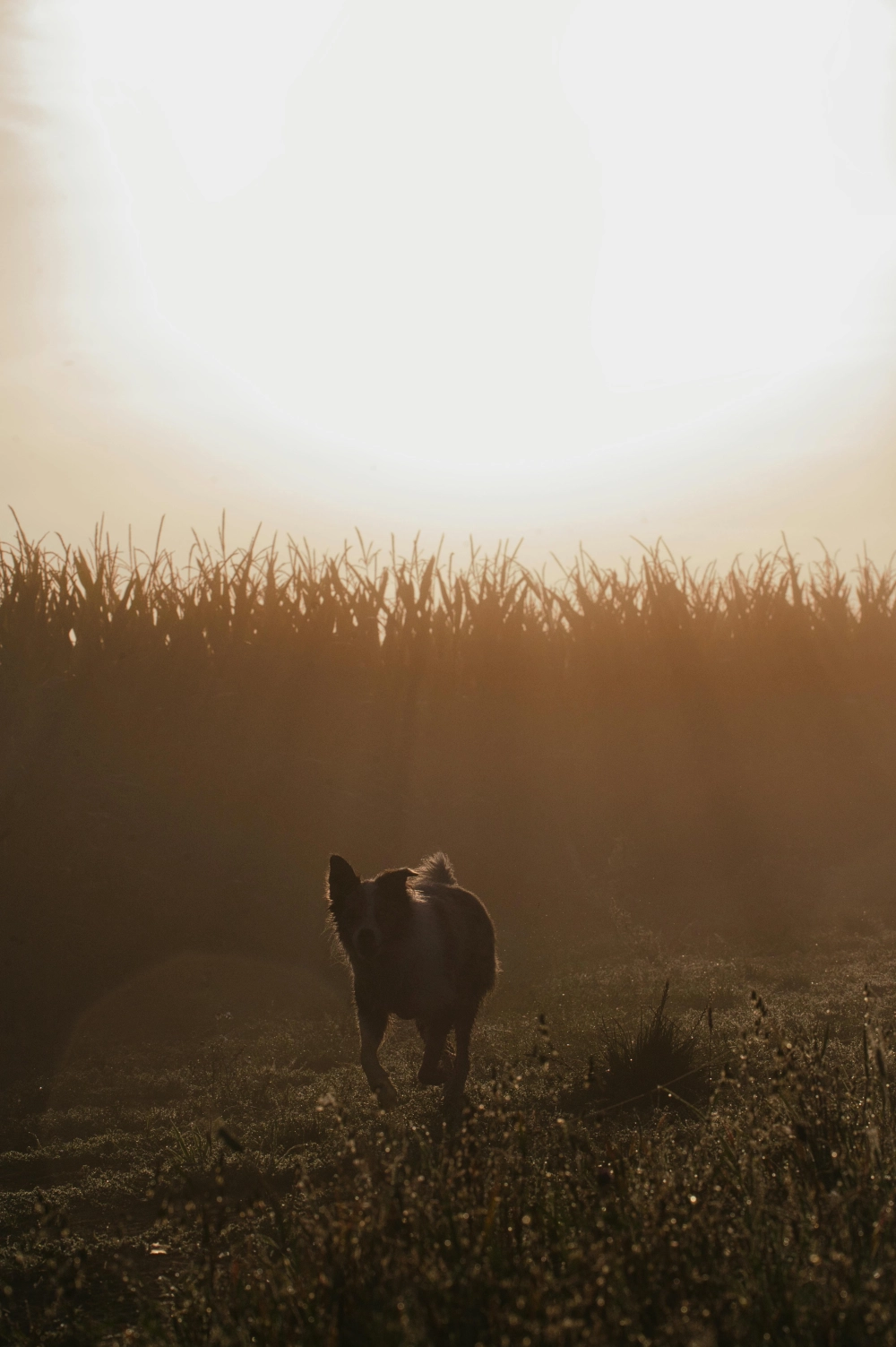 Hình nền bầu trời bình minh nhuộm vàng tuyệt mỹ