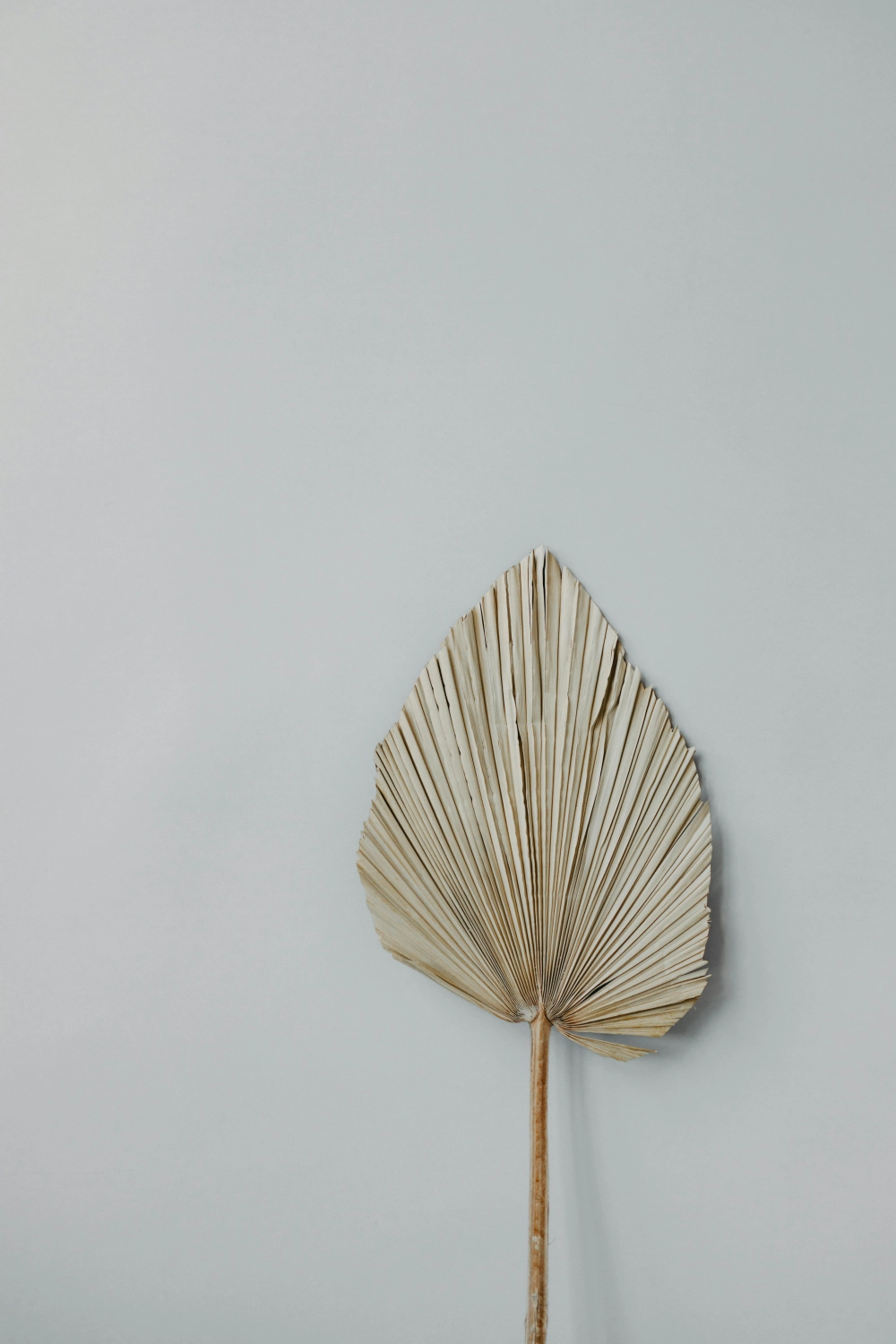 Hình nền tối giản cho điện thoại trẻ trung ấn tượng