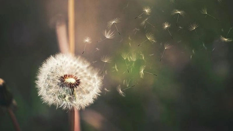 Hướng gió là chỉ dấu quan trọng cho các dự báo về gió