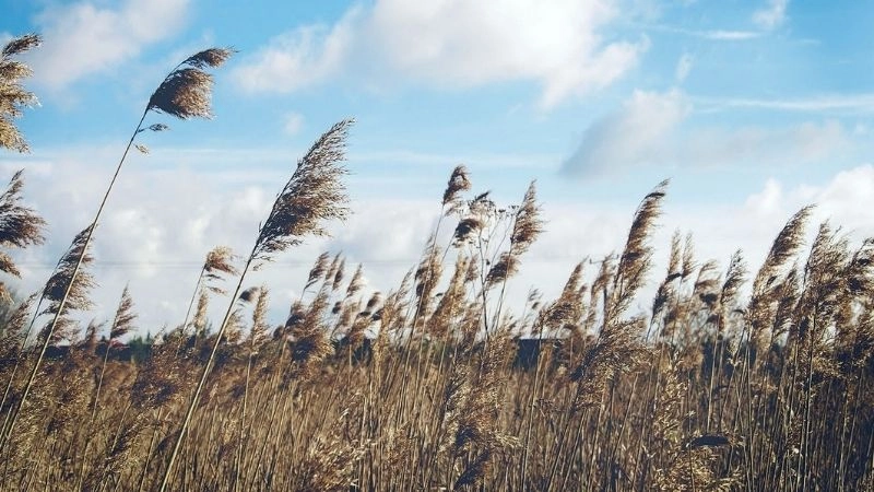 Gió mùa là hệ thống gió theo mùa gây biến đổi thời tiết