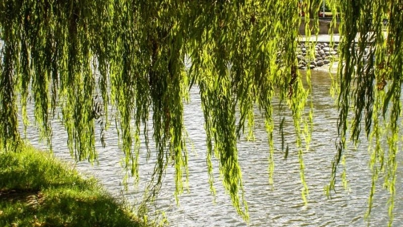 Tốc độ gió giảm xuống tạo nên trạng thái gió nhẹ