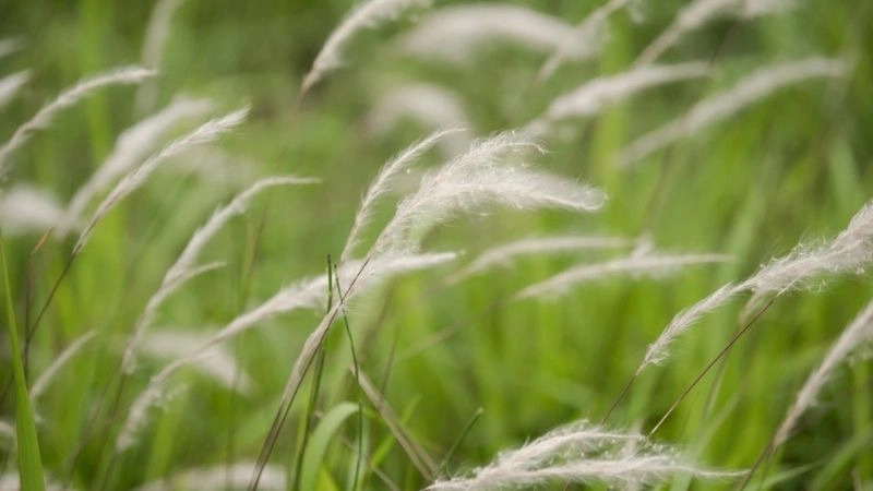 Áp suất khí quyển cân bằng khiến gió nhẹ hình thành