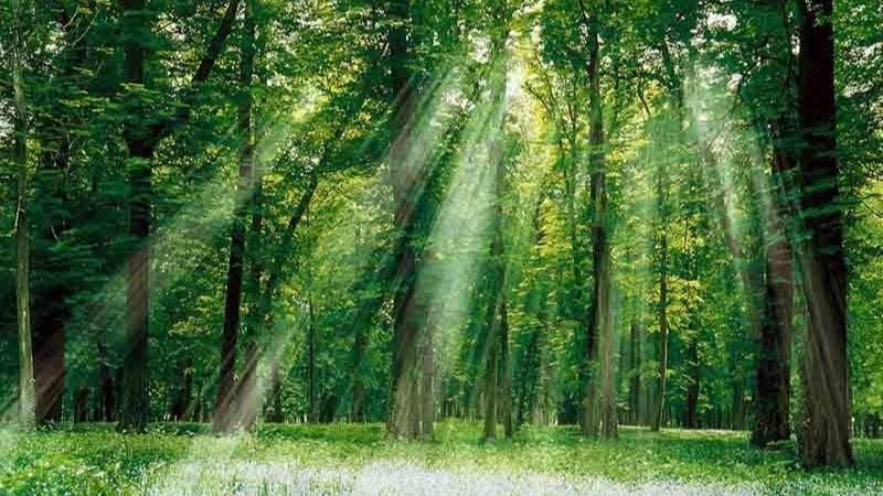 Khí hậu nhiệt đới duy trì nhiệt độ cao và độ ẩm quanh năm