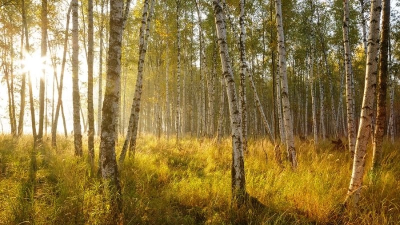 Khí hậu ôn đới là vùng khí hậu trung gian giữa khí hậu nhiệt đới và hàn đới