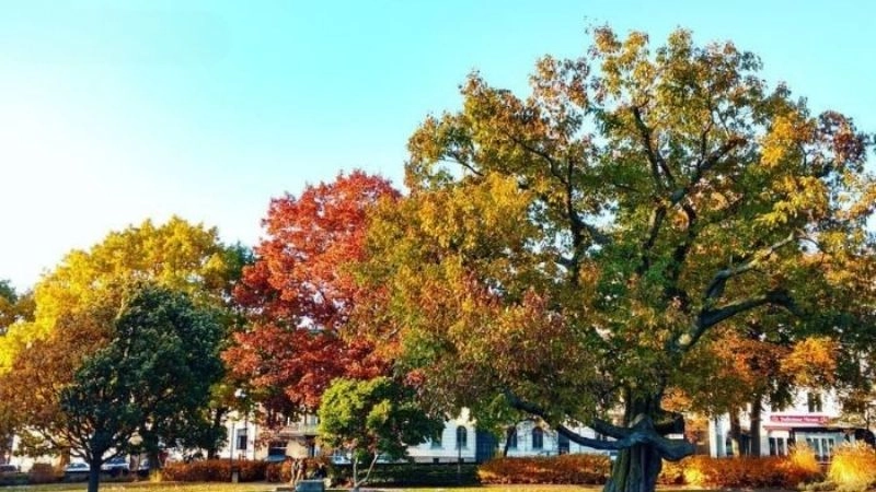 Ôn đới là gì mở đầu hành trình khám phá khí hậu ôn đới