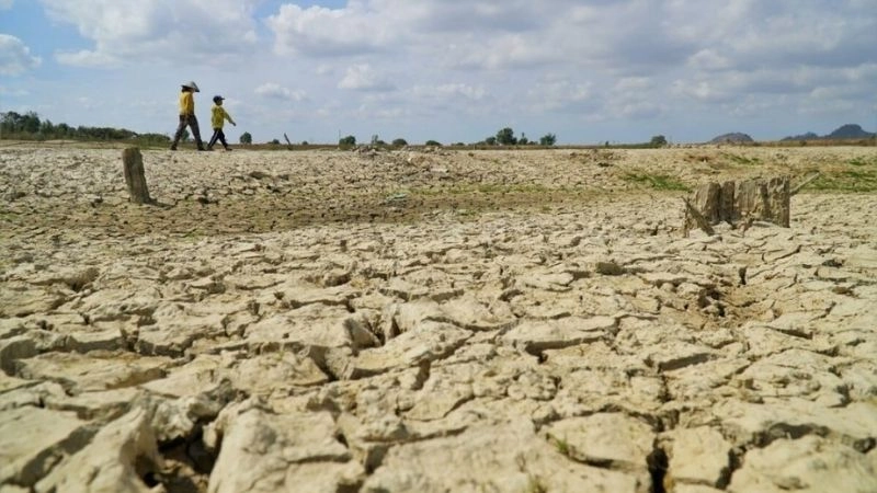 Thảm thực vật sa mạc sống sót nhờ thích nghi với khí hậu khô nóng