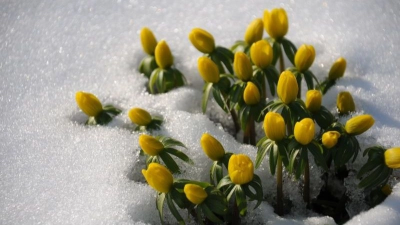 Nhiệt độ thấp giúp lớp tuyết phủ tồn tại lâu dài