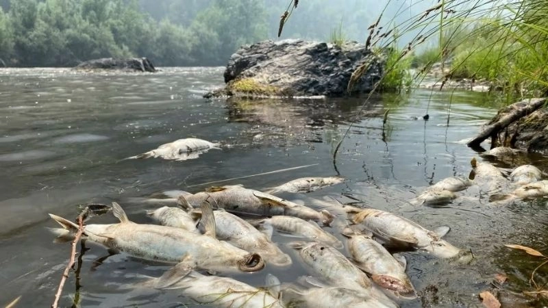 Môi trường bị ảnh hưởng nghiêm trọng khi xảy ra mưa axit