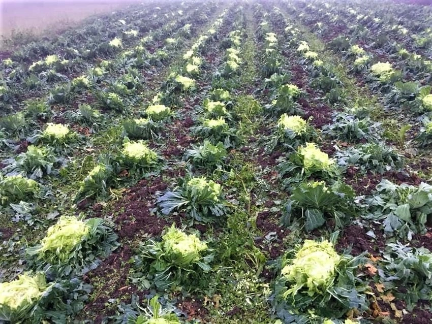 Cần theo dõi dự báo để chủ động phòng tránh thiệt hại do mưa đá