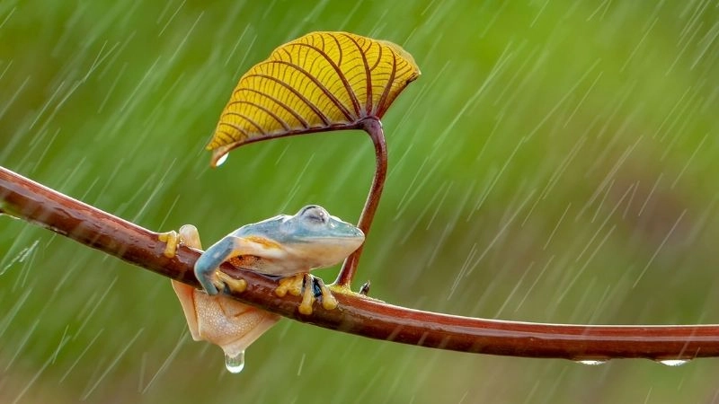 Nhiệt độ giảm nhẹ sau những trận mưa đầu mùa đầu tiên