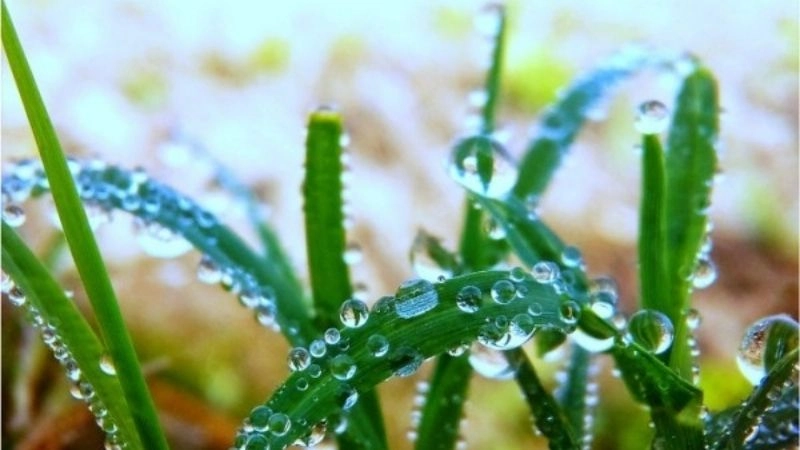 Ẩm ướt lan rộng khi thời tiết bước vào mùa mưa ngâu