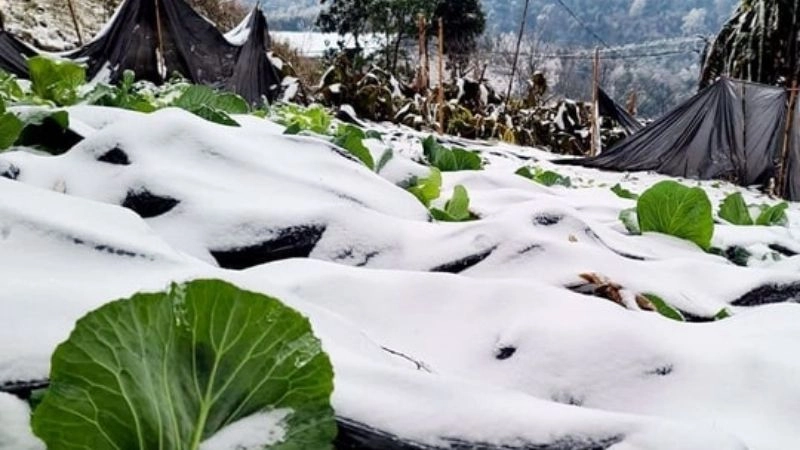 Sương giá xuất hiện dày khi mức rét xuống mức cực đoan