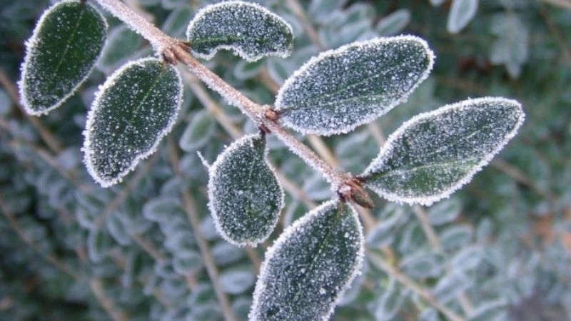 Sương muối hình thành phổ biến trong giai đoạn rét đậm