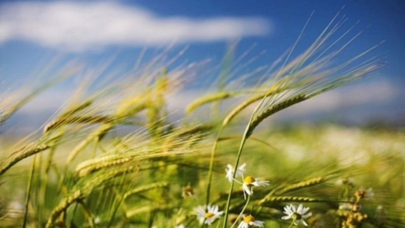 Hướng gió xác định quỹ đạo di chuyển của tốc độ gió