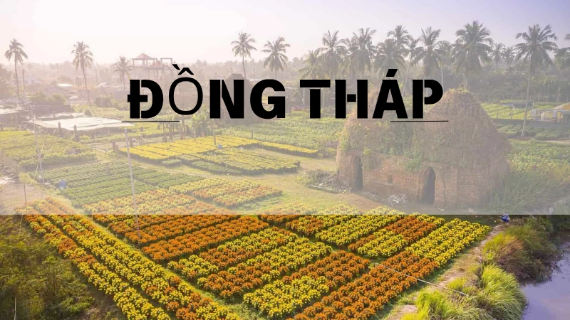 Dong Thap yên bình giữa mùa sen nở rực rỡ