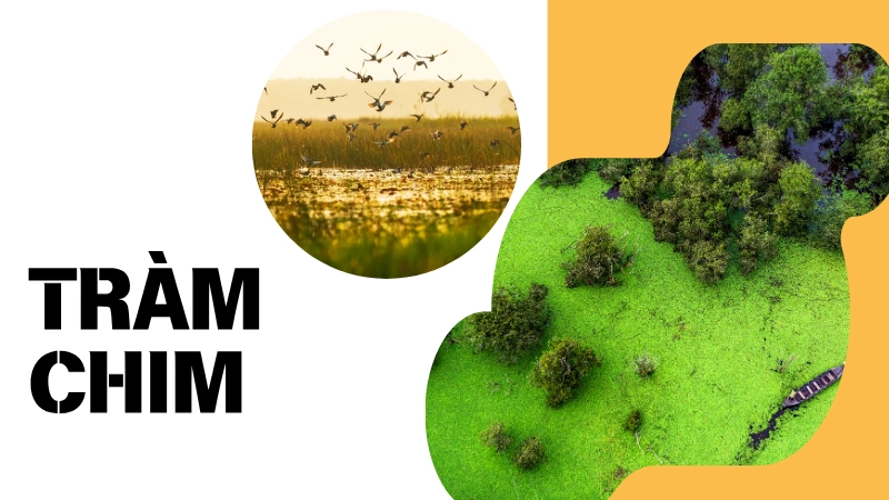 Vườn quốc gia Tràm Chim rực rỡ với cảnh sắc thiên nhiên