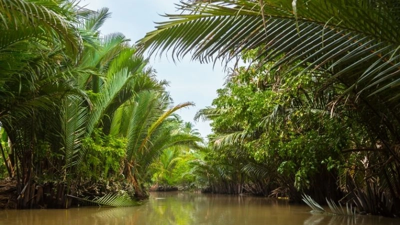 Bến Tre dừa xanh mướt