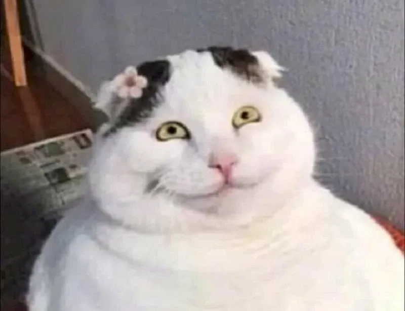 Ảnh chế meme mèo cười nhe răng biểu cảm cực lầy