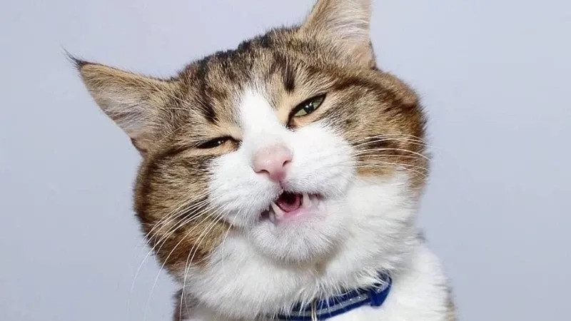 Ảnh mèo cười meme mang phong cách hài hước