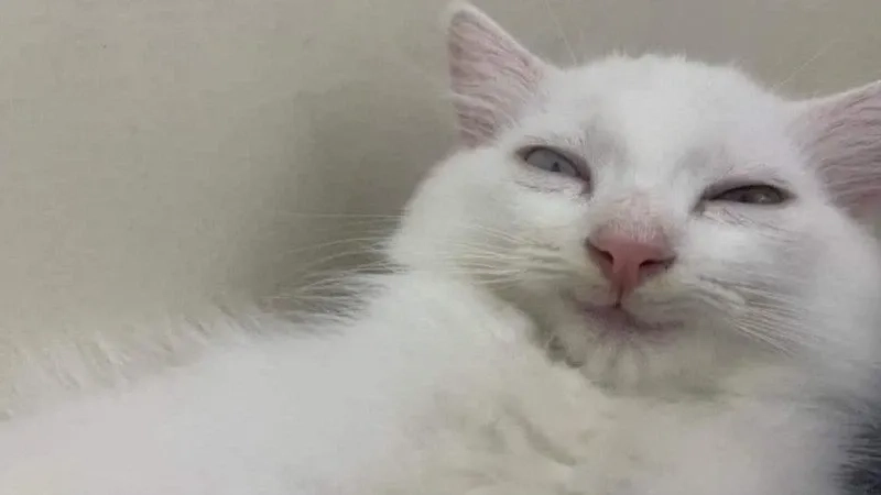 Ảnh con mèo cười meme nhìn là không nhịn cười