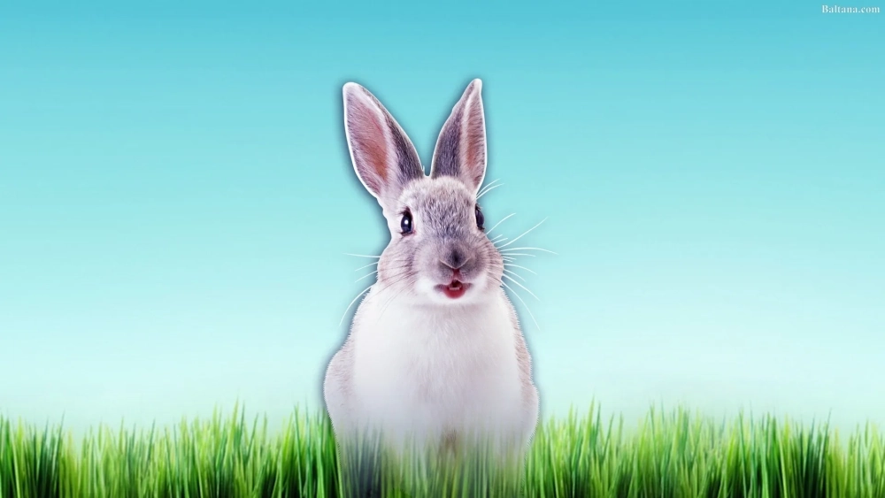 Hình nền thỏ dễ thương tạo cảm giác ấm áp