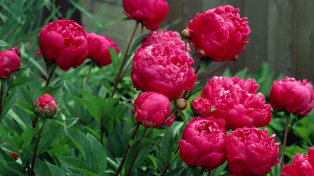 Hình nền màu đỏ dễ thương tạo cảm giác