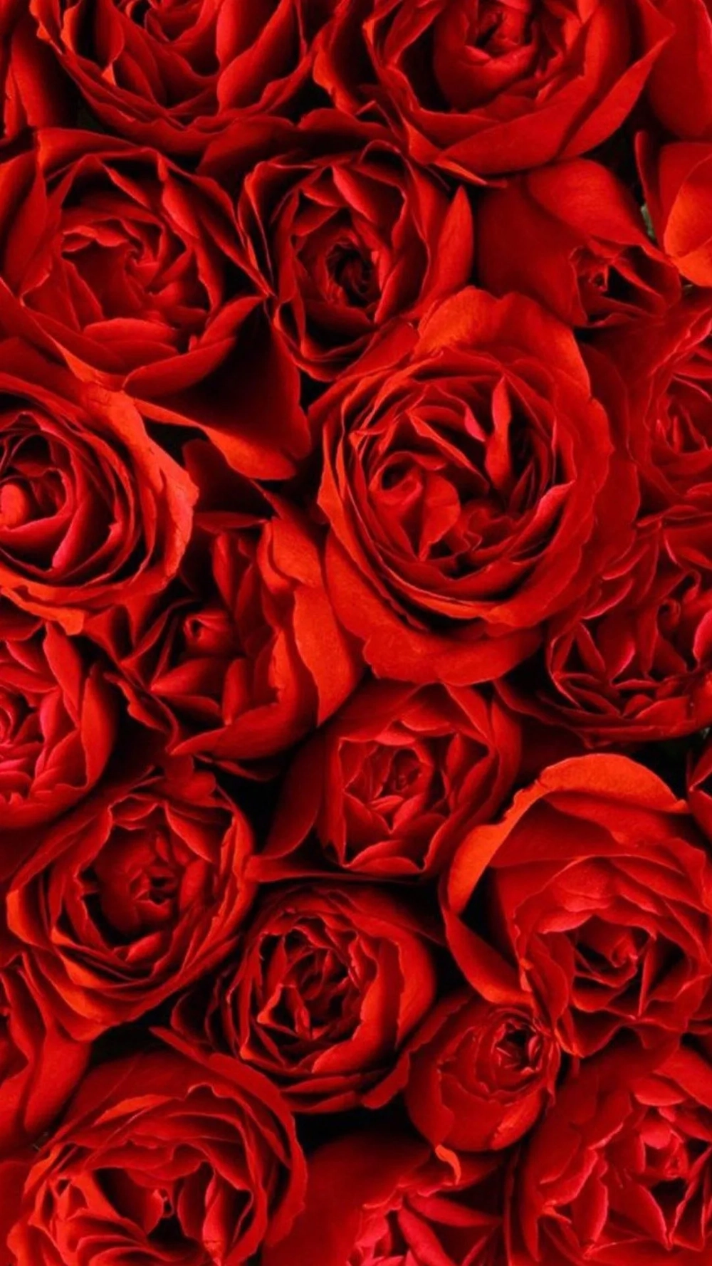 Hoa hồng đỏ hình nền mang ý nghĩa