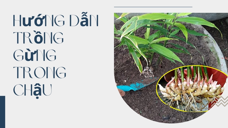 Kỹ thuật trồng gừng trong chậu đúng cách cho nhiều củ
