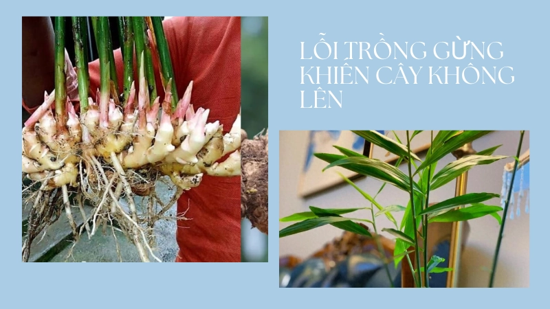 Những lỗi sai cần tránh khi trồng gừng tại nhà