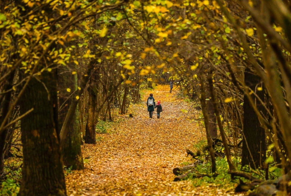 Ảnh phong cảnh mùa thu đẹp ghi lại khoảnh khắc lá vàng rơi đầy chất thơ.