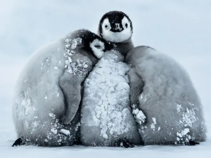 Cute penguin profile picture tạo ấn tượng thân thiện.